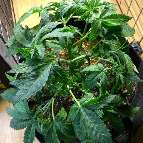 Gorilla Glue #4 Autoflower growlog timeline photo