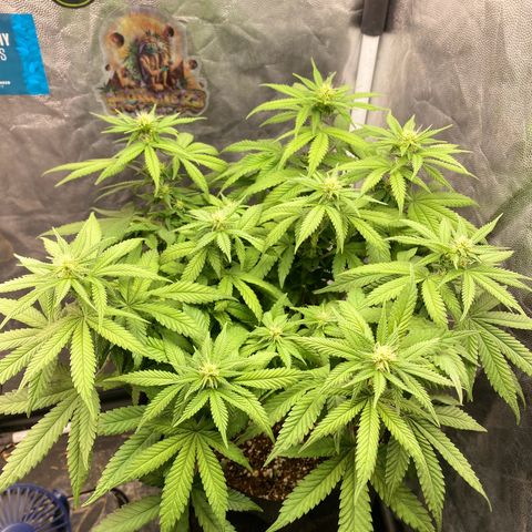 Gorilla Glue #4 Autoflower growlog timeline photo