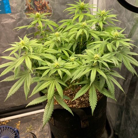 Gorilla Glue #4 Autoflower growlog timeline photo
