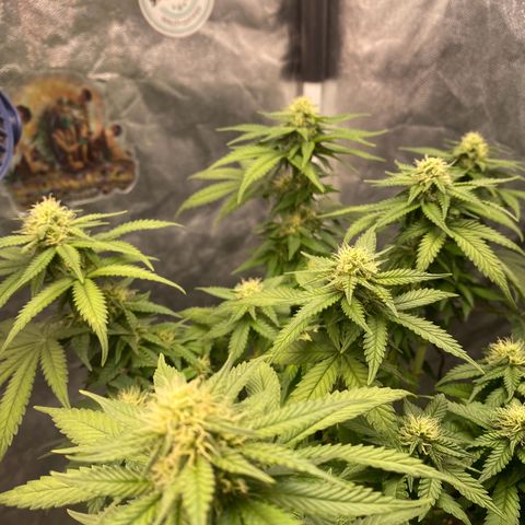 Gorilla Glue #4 Autoflower growlog timeline photo