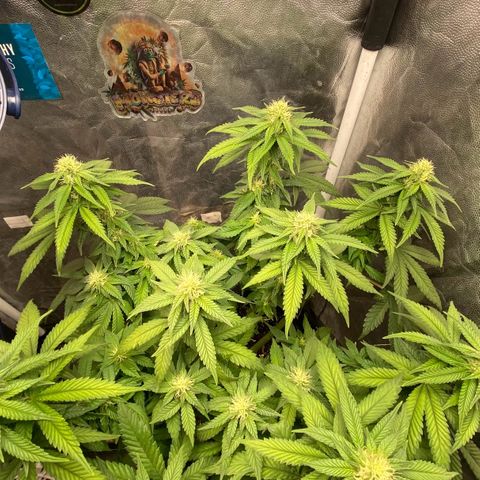 Gorilla Glue #4 Autoflower growlog timeline photo