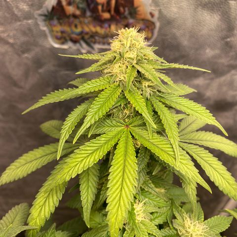 Gorilla Glue #4 Autoflower growlog timeline photo
