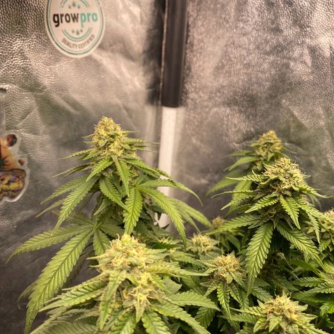Gorilla Glue #4 Autoflower growlog timeline photo