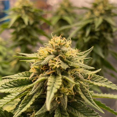 Gorilla Glue #4 Autoflower growlog timeline photo