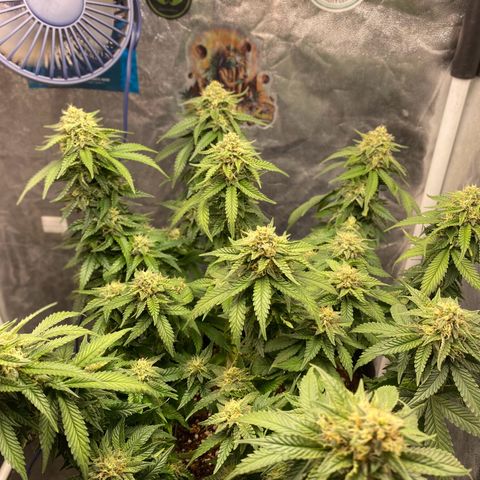 Gorilla Glue #4 Autoflower growlog timeline photo