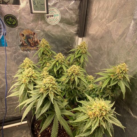 Gorilla Glue #4 Autoflower growlog timeline photo