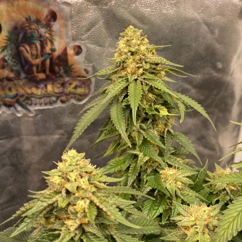 Gorilla Glue #4 Autoflower growlog timeline photo
