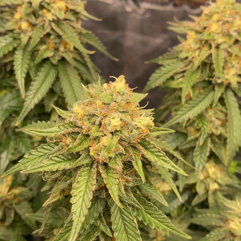 Gorilla Glue #4 Autoflower growlog timeline photo