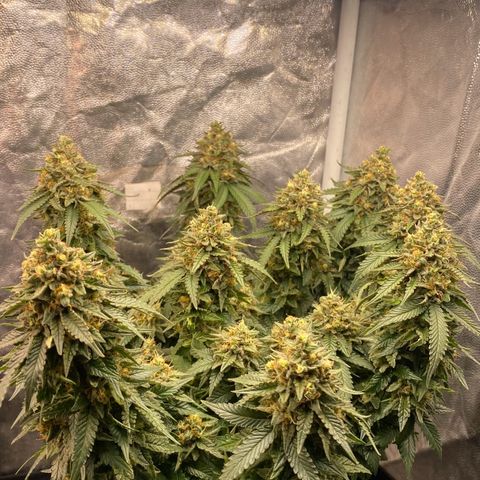 Gorilla Glue #4 Autoflower growlog timeline photo