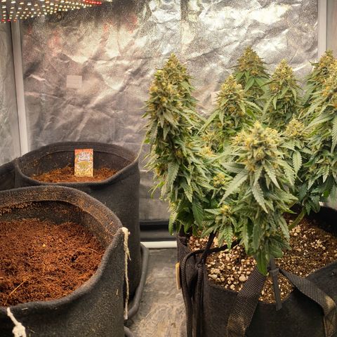 Gorilla Glue #4 Autoflower growlog timeline photo