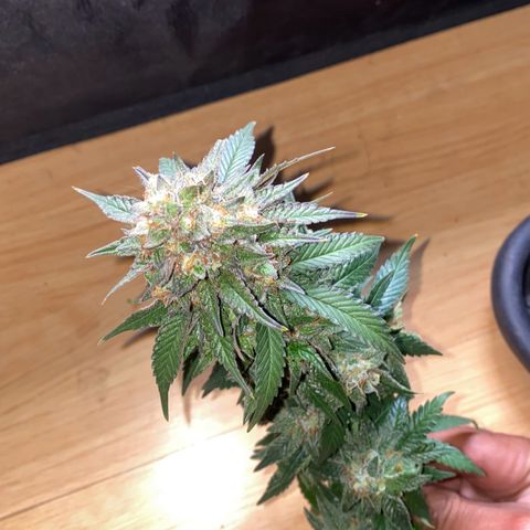 Gorilla Glue #4 Autoflower growlog timeline photo