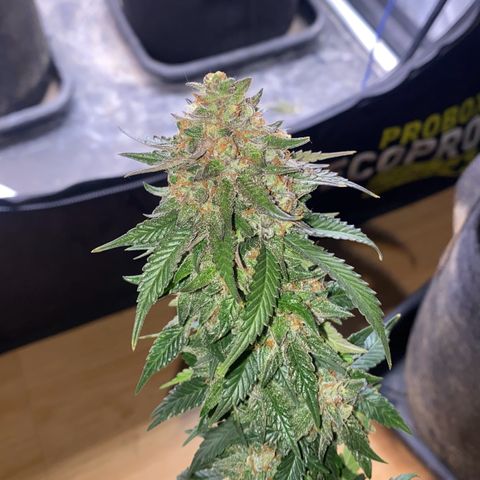 Gorilla Glue #4 Autoflower growlog timeline photo