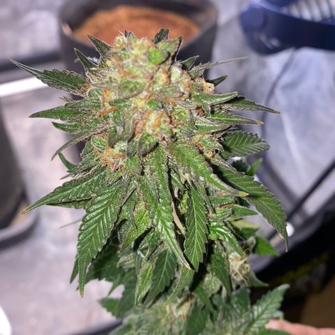Gorilla Glue #4 Autoflower growlog timeline photo