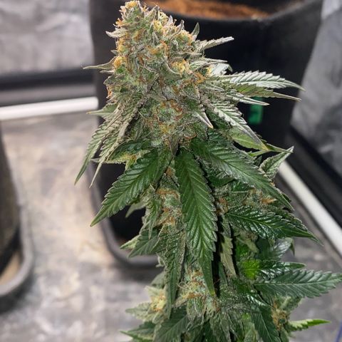 Gorilla Glue #4 Autoflower growlog timeline photo