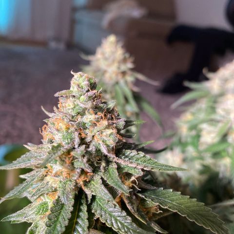Gorilla Glue #4 Autoflower growlog timeline photo