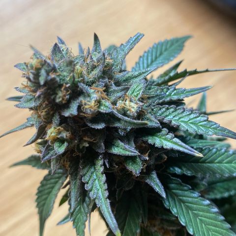 Gorilla Glue #4 Autoflower growlog timeline photo
