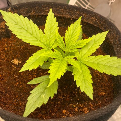 Gorilla Glue #4 Autoflower growlog timeline photo