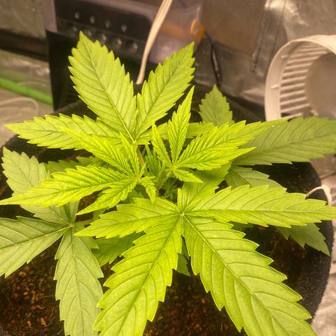 Gorilla Glue #4 Autoflower growlog timeline photo
