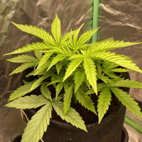 Gorilla Glue #4 Autoflower growlog timeline photo