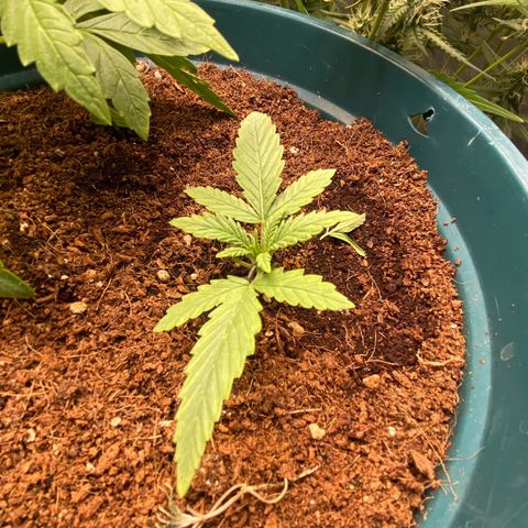Runtz growlog timeline photo