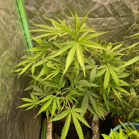Gorilla Glue #4 Autoflower growlog timeline photo