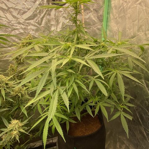 Gorilla Glue #4 Autoflower growlog timeline photo