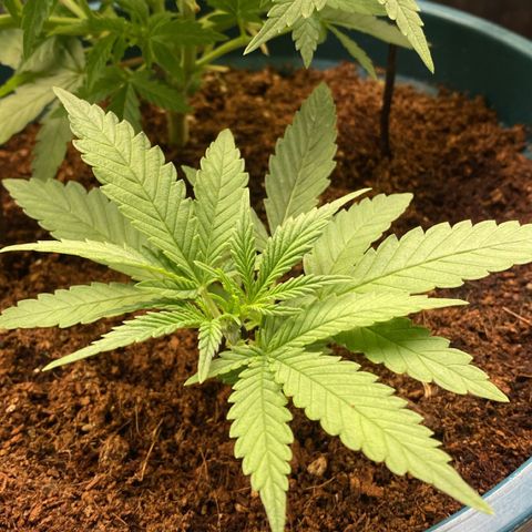 Runtz growlog timeline photo