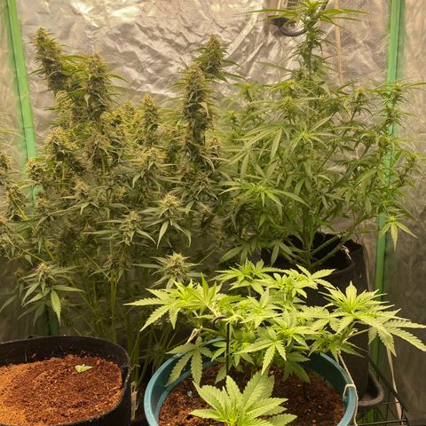 Gorilla Glue #4 Autoflower growlog timeline photo