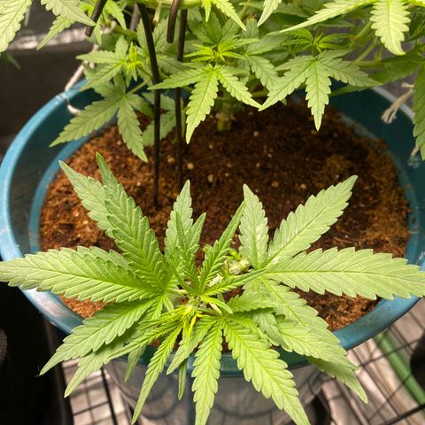 Runtz growlog timeline photo