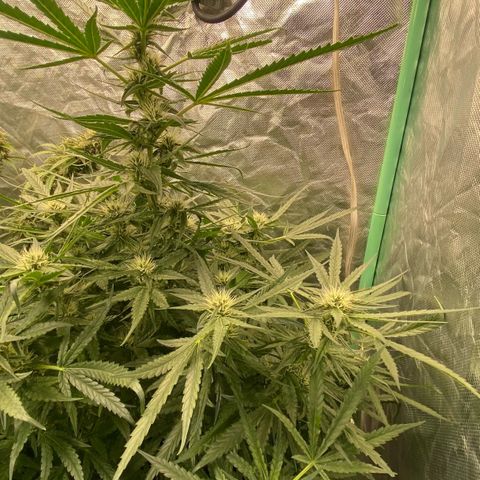 Gorilla Glue #4 Autoflower growlog timeline photo
