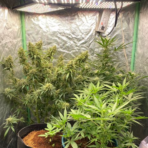 Gorilla Glue #4 Autoflower growlog timeline photo