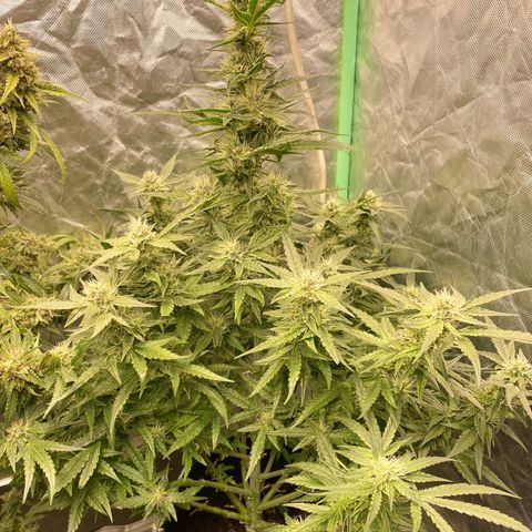 Gorilla Glue #4 Autoflower growlog timeline photo