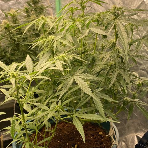 Runtz growlog timeline photo
