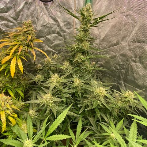 Gorilla Glue #4 Autoflower growlog timeline photo