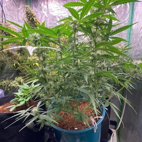 Runtz growlog timeline photo