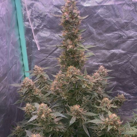 Gorilla Glue #4 Autoflower growlog timeline photo