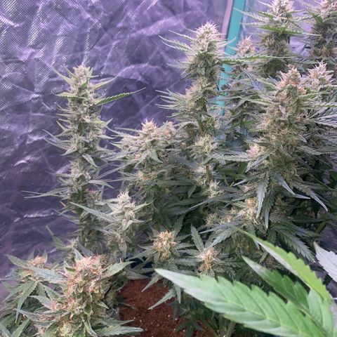 Runtz growlog timeline photo