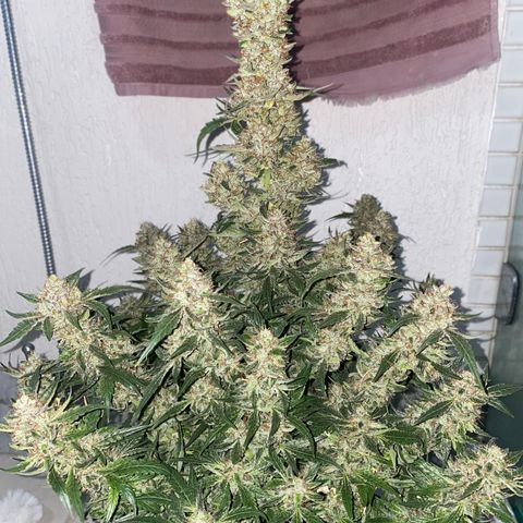 Gorilla Glue #4 Autoflower growlog timeline photo
