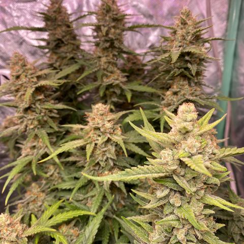 Runtz growlog timeline photo