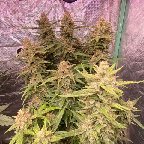 Runtz growlog timeline photo