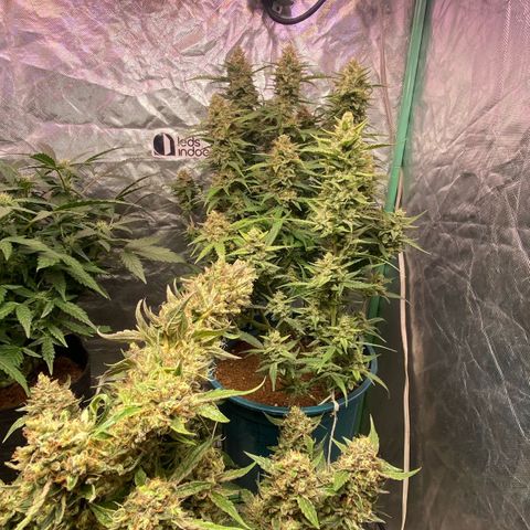 Gorilla Glue #4 Autoflower growlog timeline photo