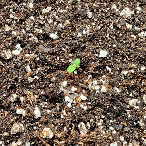 Do-Si-Dos #2 growlog timeline photo