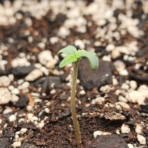  Do-Si-Dos #1 growlog timeline photo