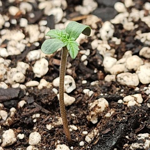 Do-Si-Dos #2 growlog timeline photo