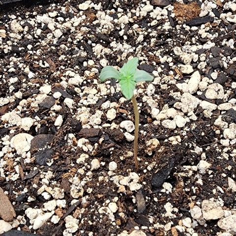  Do-Si-Dos #1 growlog timeline photo