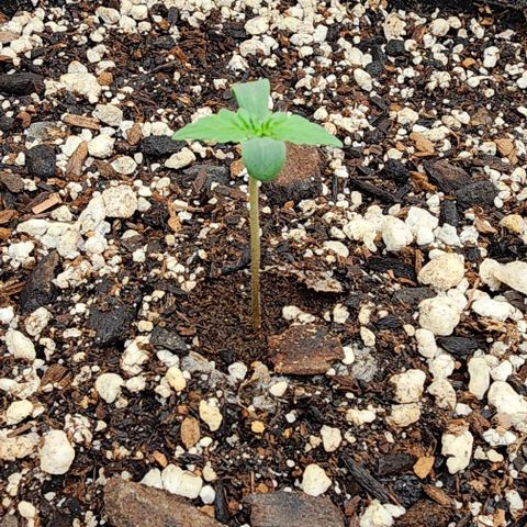 Do-Si-Dos #2 growlog timeline photo