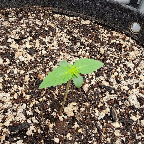 Do-Si-Dos #1 growlog timeline photo