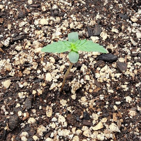 Do-Si-Dos #2 growlog timeline photo