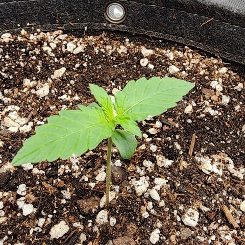  Do-Si-Dos #1 growlog timeline photo