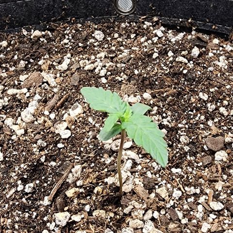 Do-Si-Dos #2 growlog timeline photo